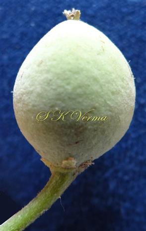  Fruit (Drupe)